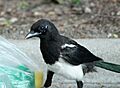 Magpie in Madrid (Spain) 122