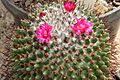 Mammillaria rhodantha ssp rhodantha pm