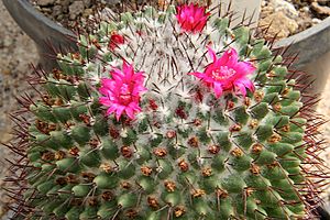 Archivo:Mammillaria rhodantha ssp rhodantha pm