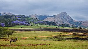 Archivo:Mantenga nature reserve (37097743884)
