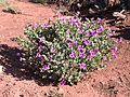Mirabilis multiflora plant 2004-08-22