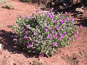 Archivo:Mirabilis multiflora plant 2004-08-22