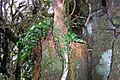 Mount Royal - moss forest 2