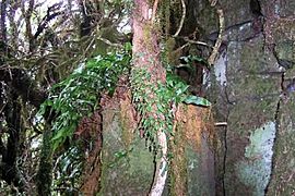 Mount Royal - moss forest 2
