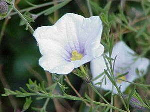 Archivo:Nierenbergia frutenscens0