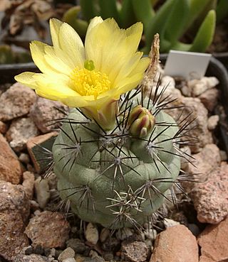 Ortegocactus macdougallii 01.jpg