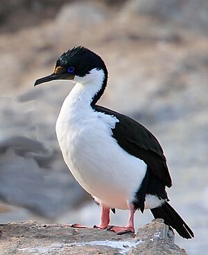 Archivo:Phalacrocorax atriceps, Beagle Channel