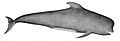 PilotWhale