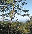 Pinus gordoniana Viaje Tepic