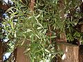 Podocarpus elatus bark & foliage