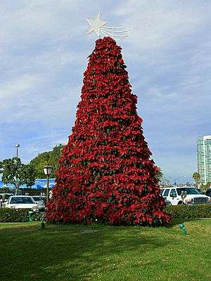 Archivo:Poinsettia tree