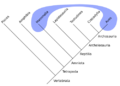 Polyphyletic-mammals-birds