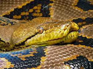Archivo:Python reticulatus kop