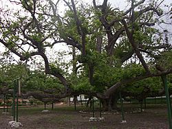 Rancho Camulos black walnut.jpg