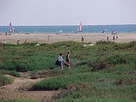 Saladar de la Playa del Matorral Pájara Fuerteventura.jpg