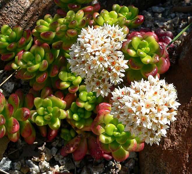 Sedum lucidum 1