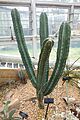 Stenocereus queretaroensis - Brooklyn Botanic Garden - Brooklyn, NY - DSC08076