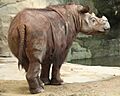 SumatranRhino3 CincinnatiZoo