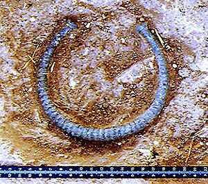 Archivo:Torques ceti