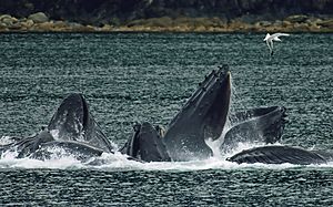 Archivo:Whales Bubble Net Feeding-edit1