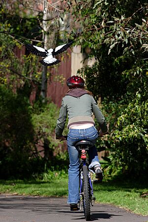 Archivo:Woman cyclist -Australia-1Sept2005
