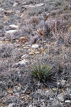 Archivo:Yucca harrimaniae subsp. neomexicana fh 1179.37 OK B