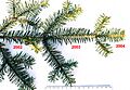 Abies alba 02