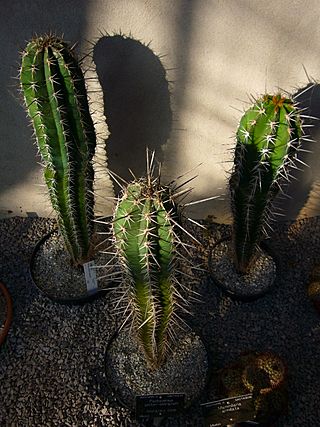Aborinine's com - Pachycereus pecten-aboriginum.jpg