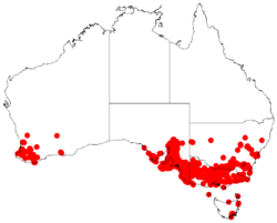 Distribución natural de Acacia pycnantha.