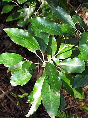 Archivo:Acronychia wilcoxiana DY