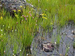 Allium douglasii 8030585.jpg