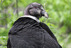 Archivo:Andean Condor 065
