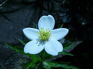Archivo:Anemone canadensis, Whitefish Island