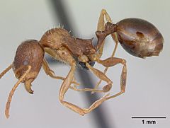 Aphaenogaster subterranea casent0173578 profile 1.jpg
