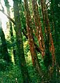 Arrayán (Luma apiculata)