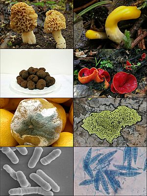 Ascomycota collage.jpg