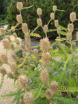 Astragalus centralpinus.JPG