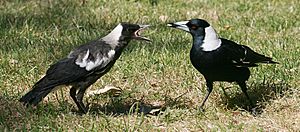 Archivo:Australian Magpie feeding