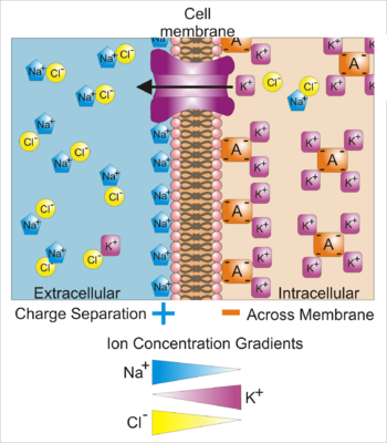 Archivo:Basis of Membrane Potential2