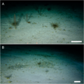 Benthic microhabitats (10.7717-peerj.10531) Figure 4