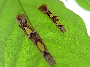 Archivo:Blue Morpho Caterpillar