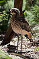 Burhinus grallarius -Perth Zoo, Australia -adult-8a