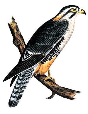 Archivo:Buteo elegans