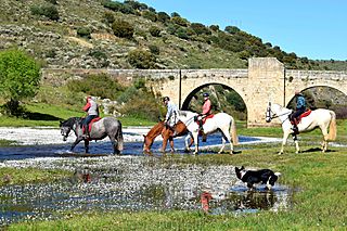 CRUZANDO EL RIO ALMONTE A CABALLO CON PUENTE MEDIEVAL AL FONDO.jpg