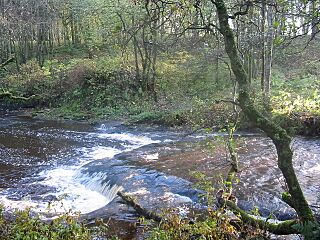 Calder Water in Calderglen Country Park - geograph.org.uk - 1001798.jpg