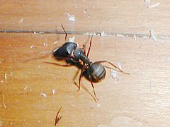 Carpenter ant
