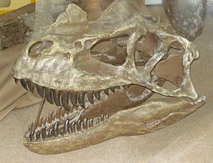 Archivo:Ceratosaurus skull4-01-2011
