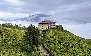 Archivo:Cherry Resort inside Temi Tea Garden, Namchi, Sikkim