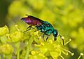 Chrysis April 2008-1