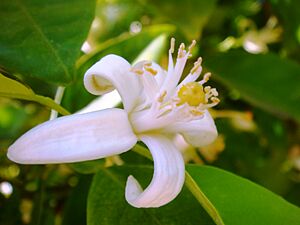 Archivo:Citrus-aurantium-20080320-3